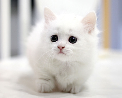 먼치킨,먼치킨나폴레옹,흰색고양이